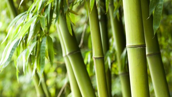 Bamboe viscose